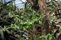 Commiphora molmol